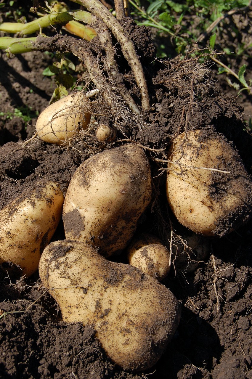 potato, land, fruit, bed, potatoes, tops, light, roots