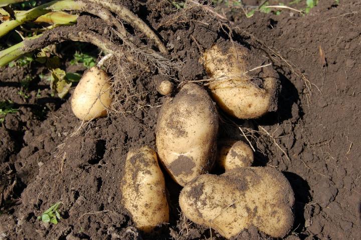 potatoes harvested full width